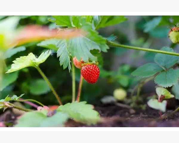 周杰医生科普：皮肤过敏的快速缓解方法